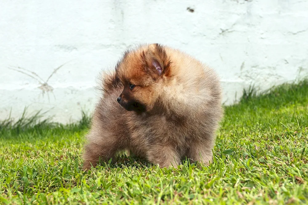 Pomeranian Spitz puppies newborn