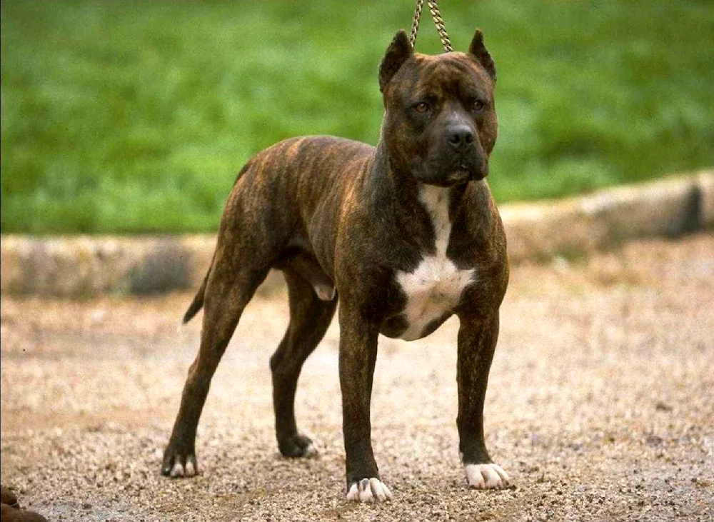 American pit bull terrier