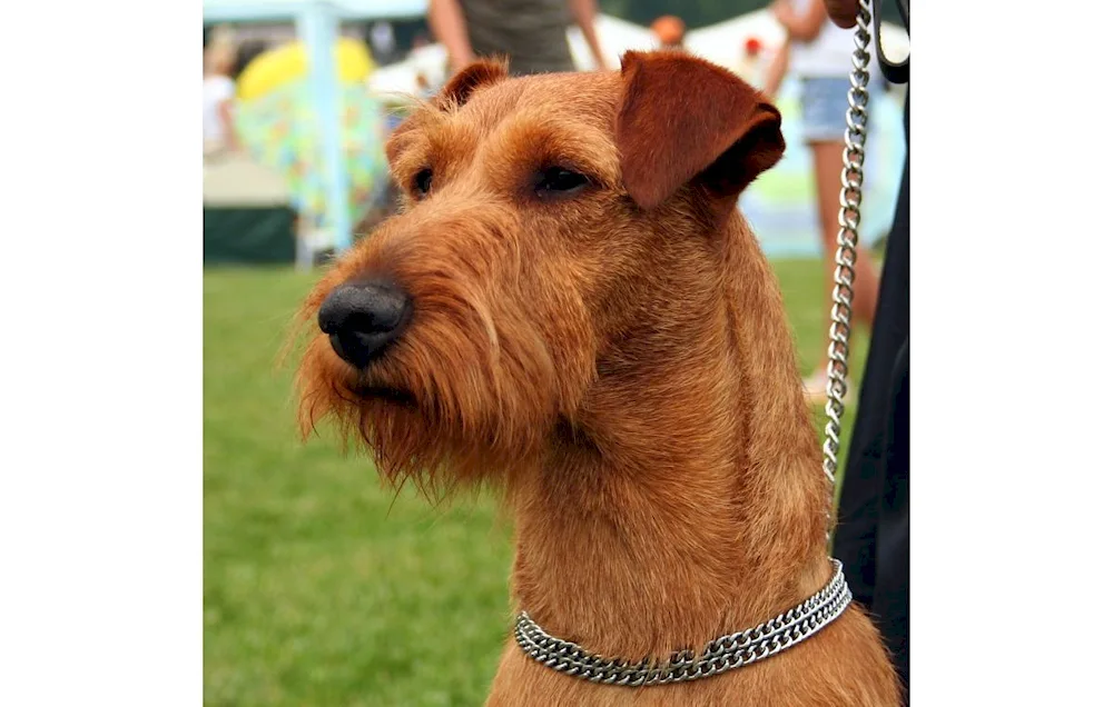 Oxford Terrier