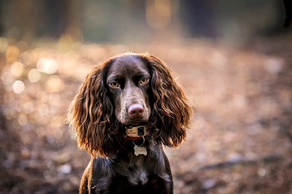 Irish water spaniel puppies