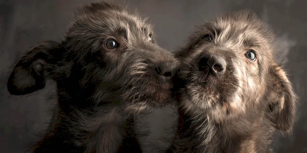 Irish Wolfhound Dogs