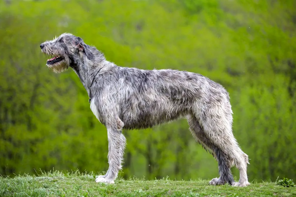 German shepherd dog Shepherd