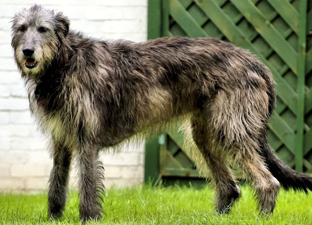 New Zealand shepherd dog Milasha