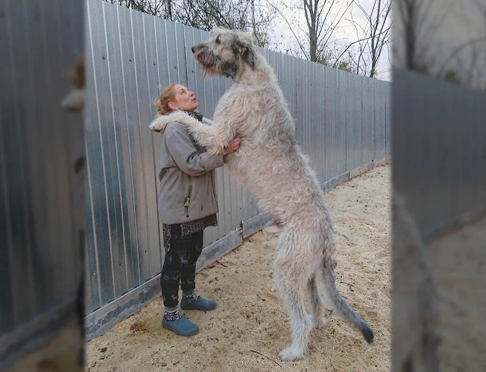 Caucasian Shepherd Dog