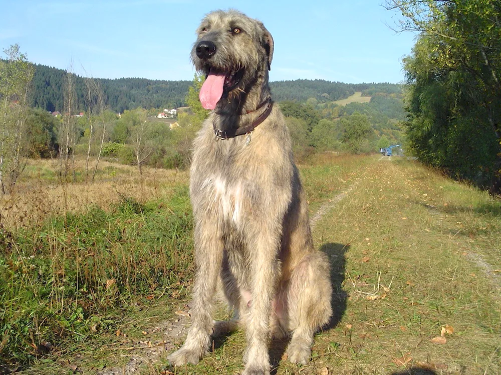 Aboriginal Greyhound Caucasian Shepherd