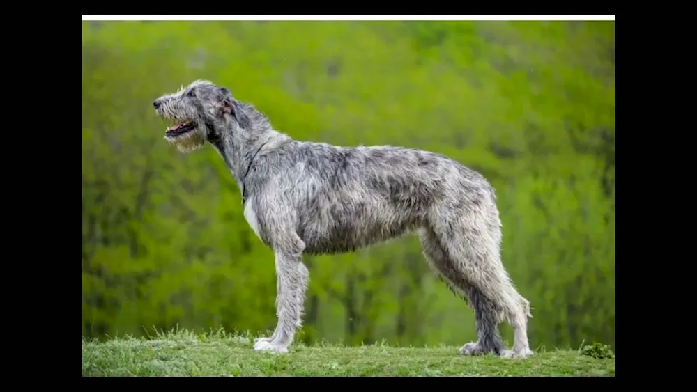 Irish Wolfhound