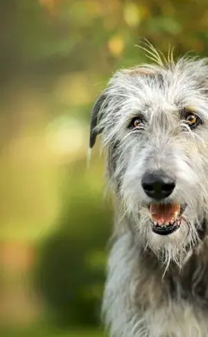 Irish wolfhound