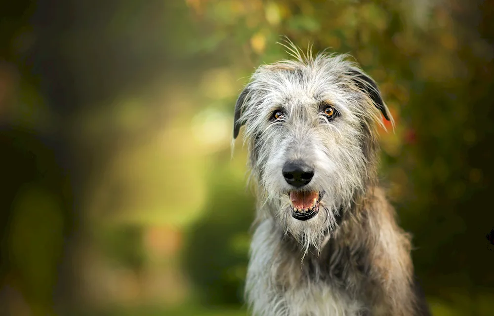 Irish wolfhound