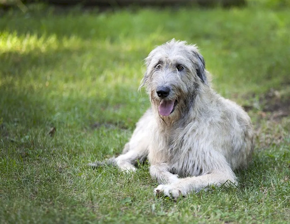 Irish Wolfhound