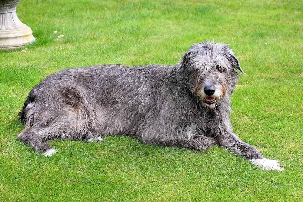 Australian Wolfhound bobtail sheepdog