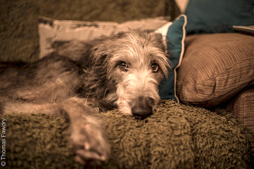 Gampr Armenian wolfhound