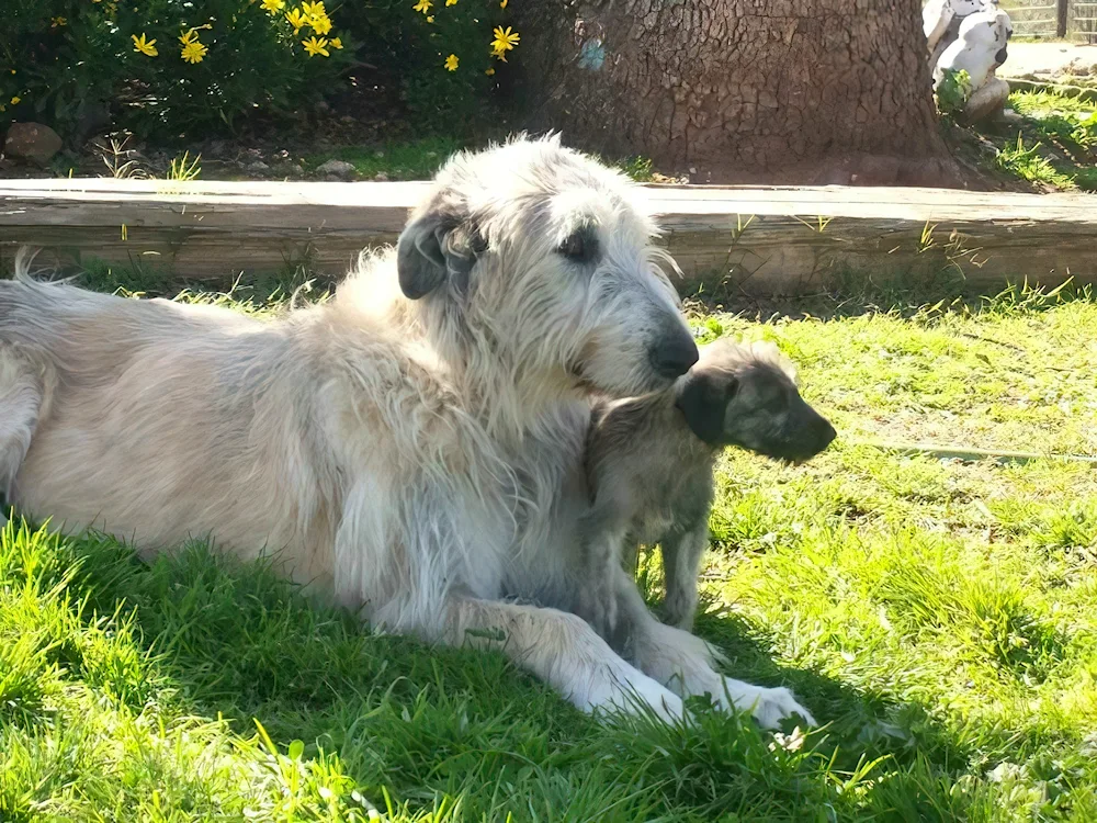 Wolfhound Shepherd Dogs