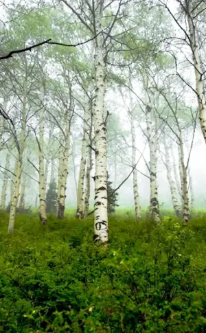 Isaac Levitan Birch Grove