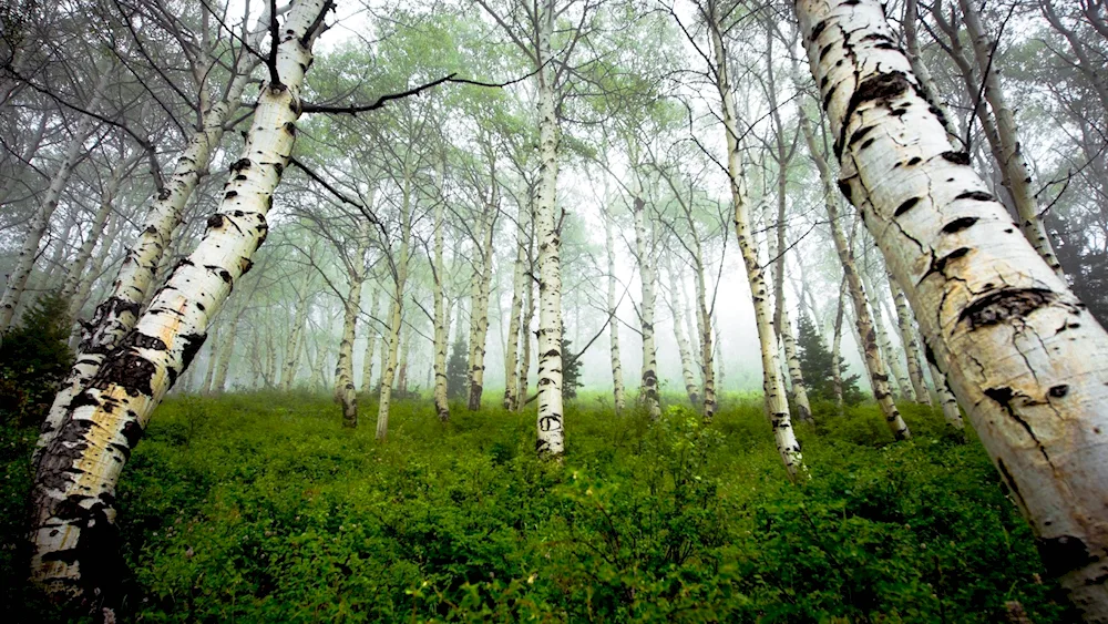 Isaac Levitan Birch Grove