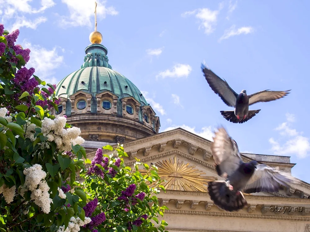 Isaac Cathedral pigeon