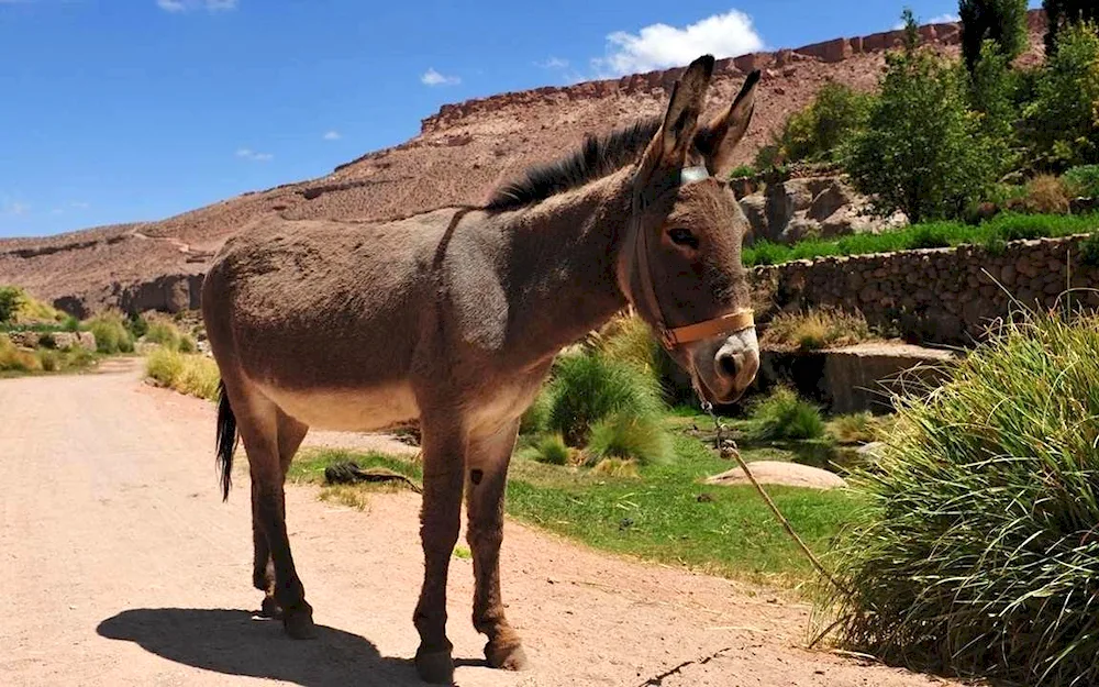 Ishak and donkey of Karachay breed