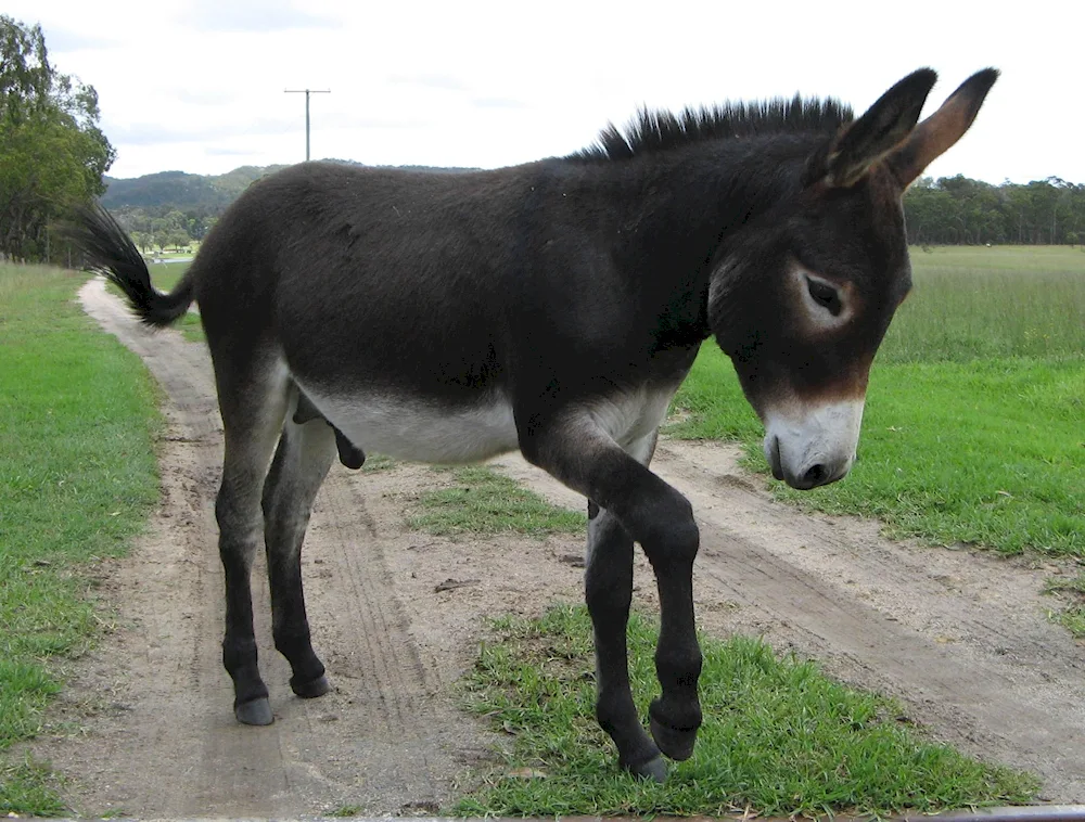 Donkey Mustang