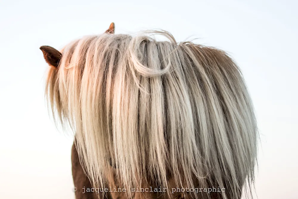 Horse with pigtails