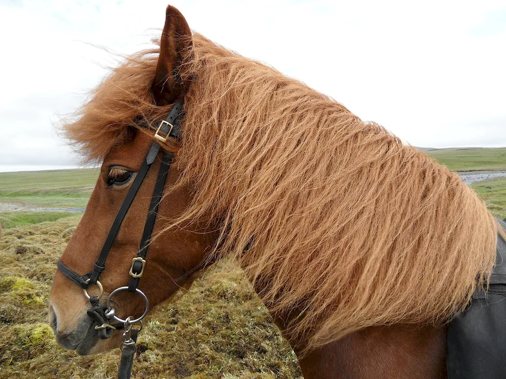 Icelandic horse