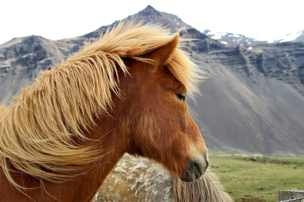 Horse ears