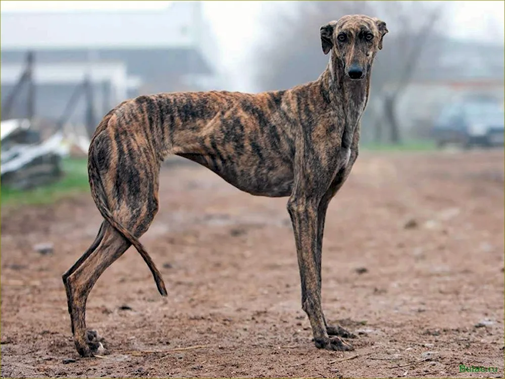 Spanish greyhound galgo