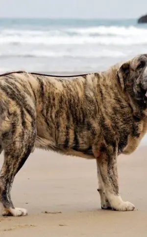 Spanish Tiger Mastiff