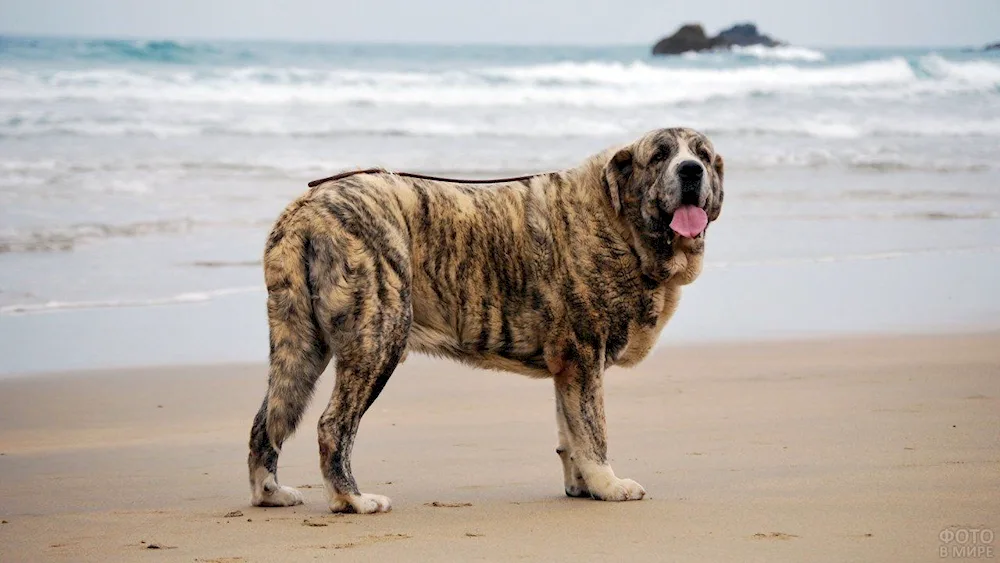 Spanish Tiger Mastiff