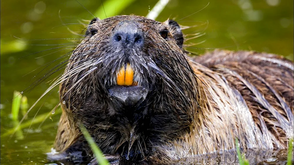 A frightened beaver