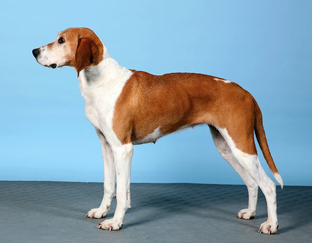 Puatvina Hound