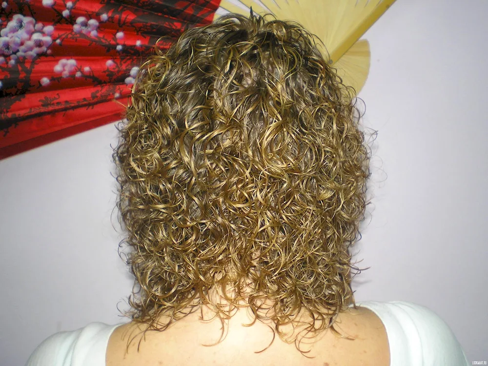 Bio curl 2023