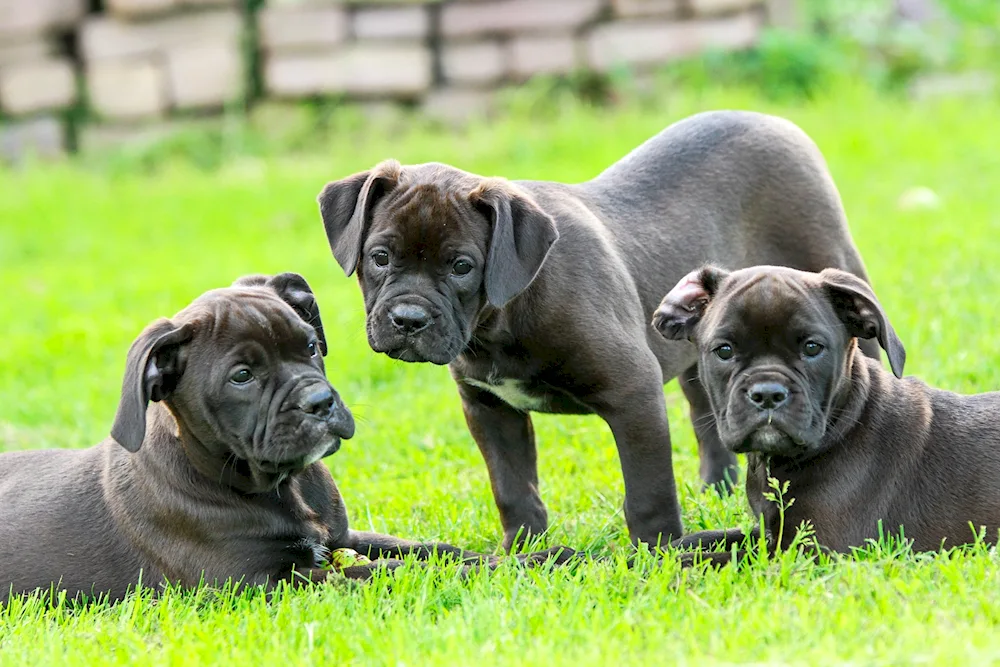 Italian Mastiff