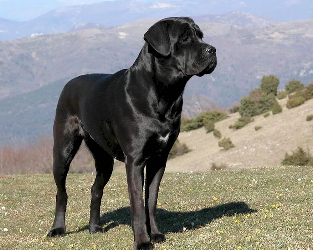 Italian Mastiff Cane Corso