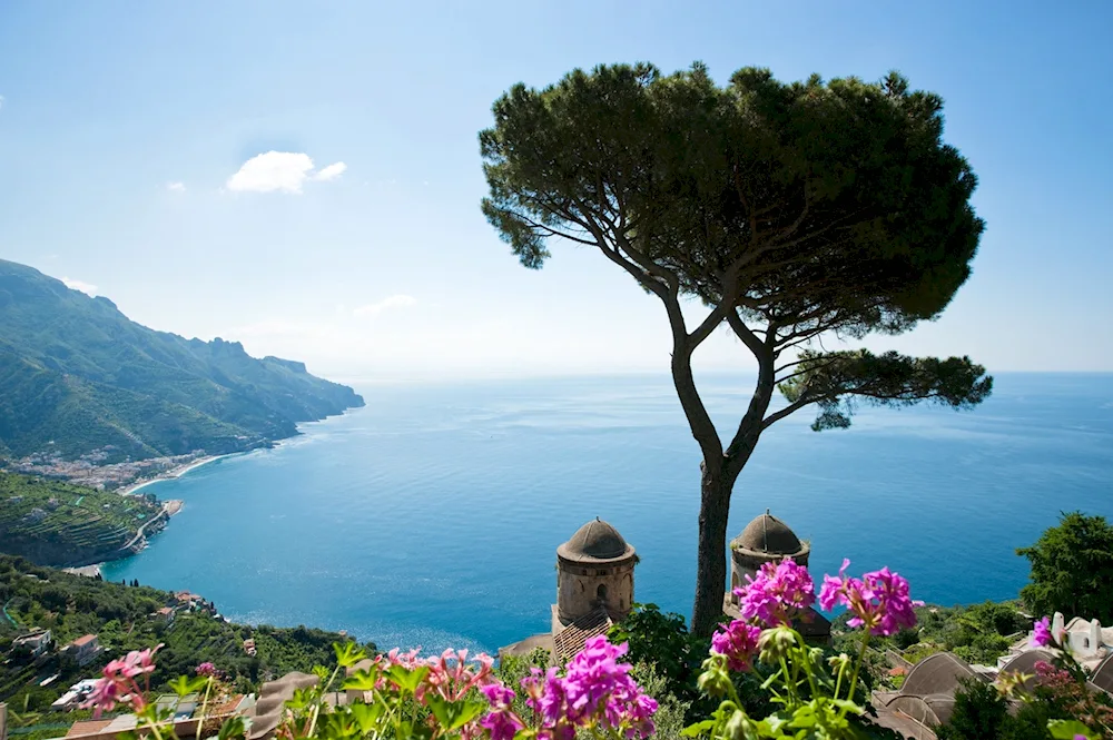 Italy Amalfi Pine