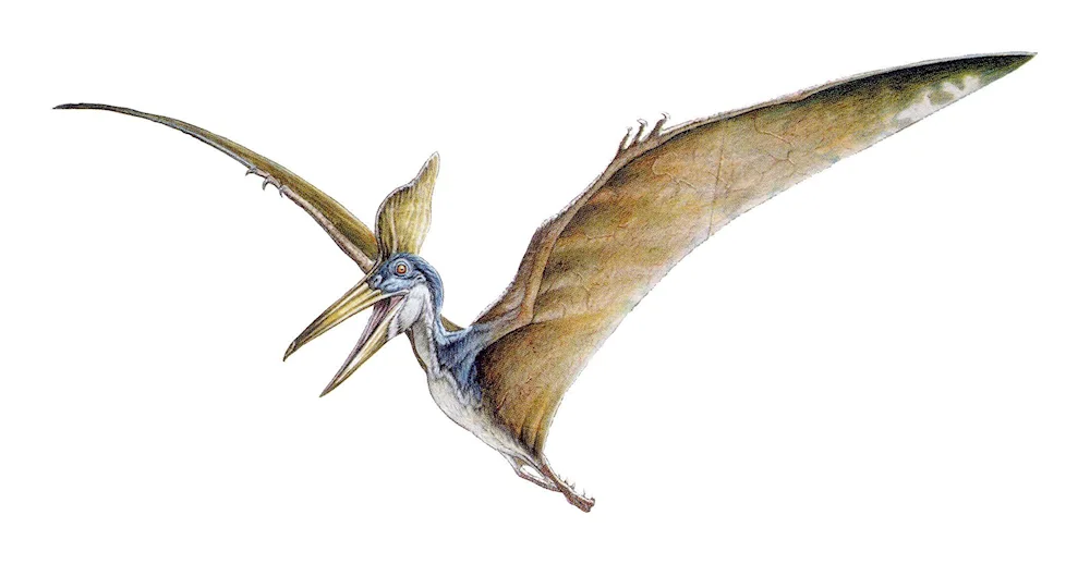 Pteranodon the Isle