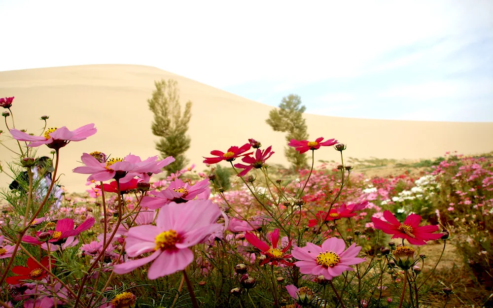 South Korea field of kosmea mountains