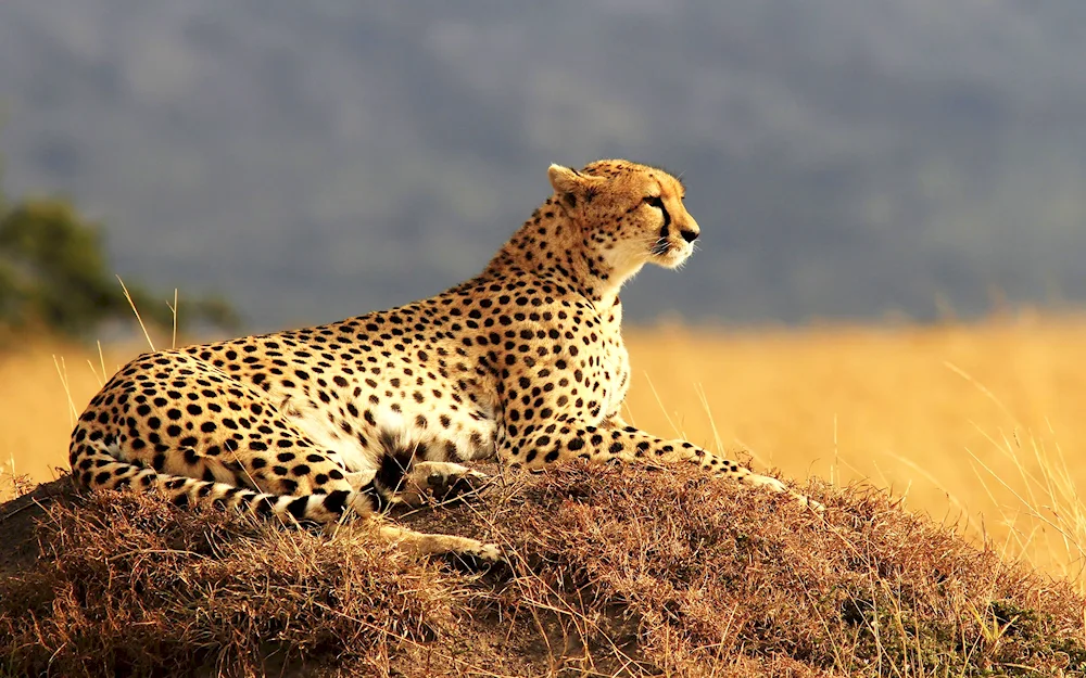 South African cheetah