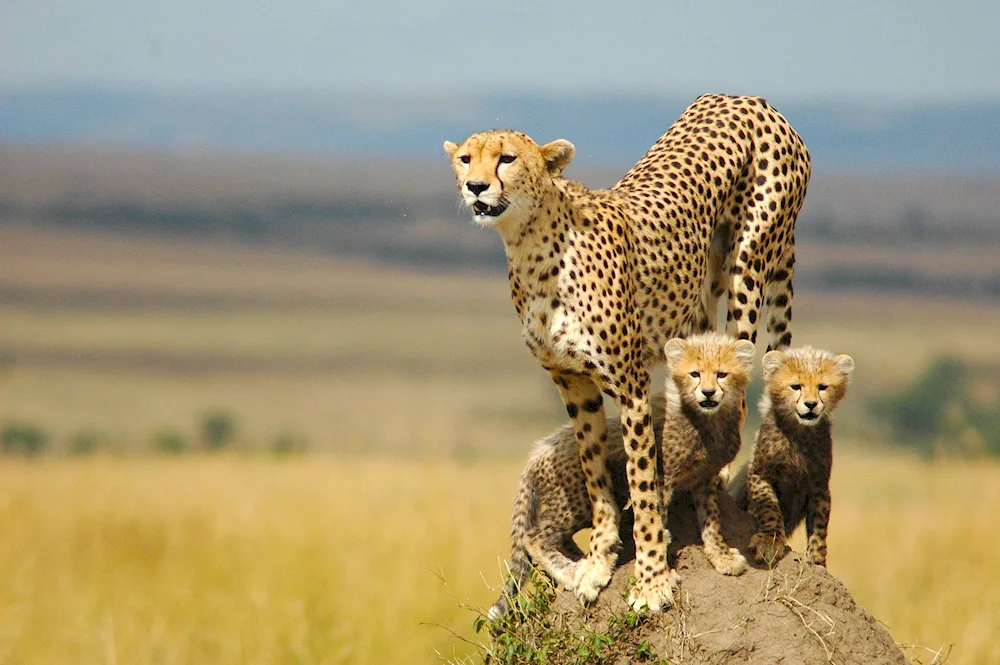 South African safari lion