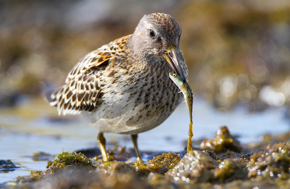 South Kamchatka Beringian Sandpiper