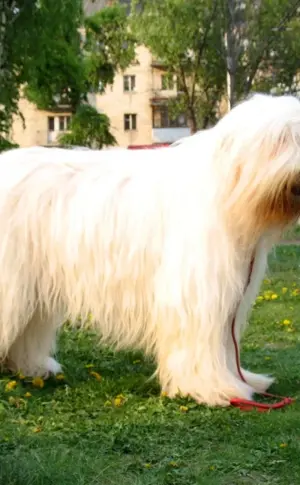 South Russian sheepdog