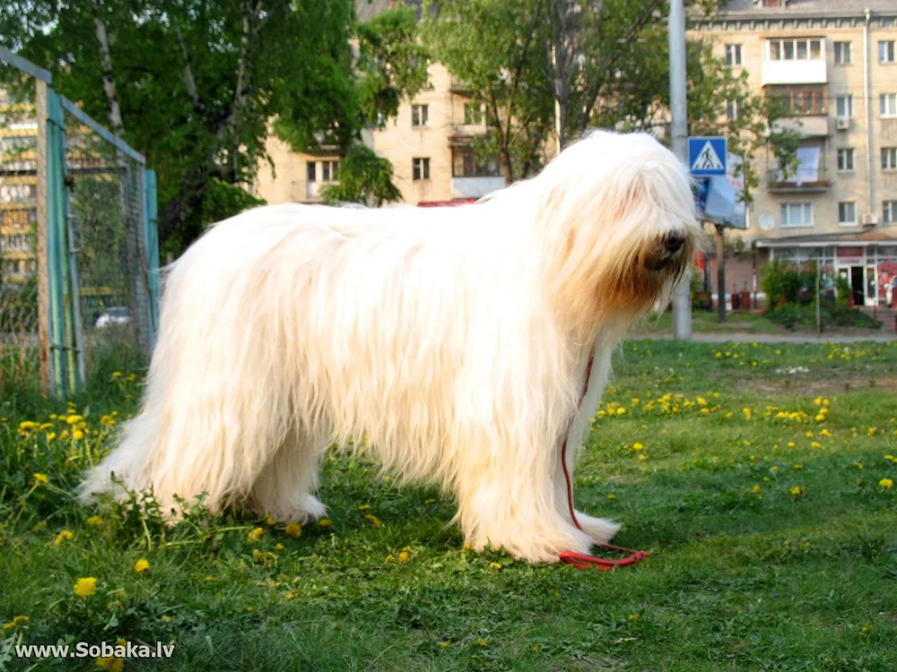 South Russian sheepdog