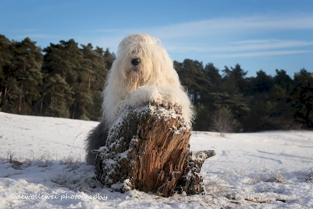 South Russian Shepherd