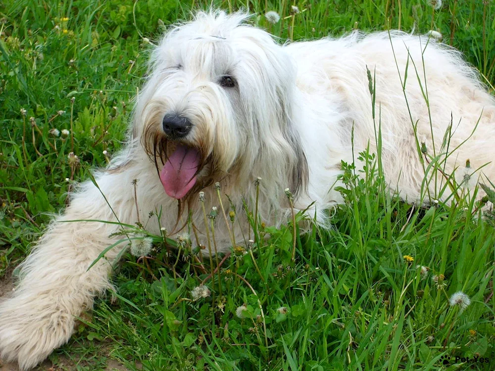 South Russian Sheepdog