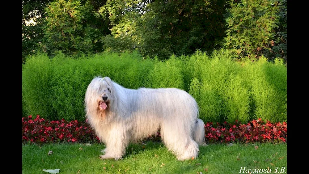 Bergham sheepdog Komandor