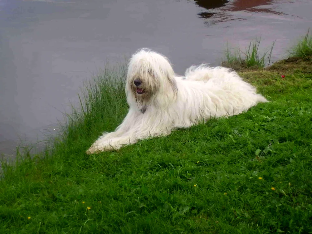 Afghan Greyhound White