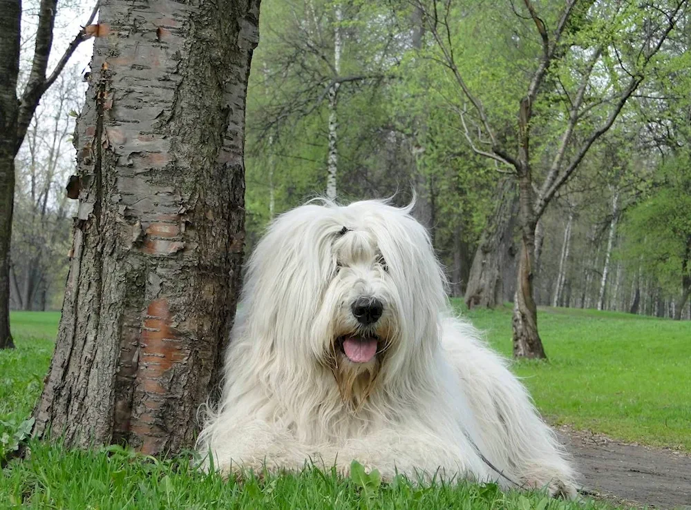 White Swiss Shepherd