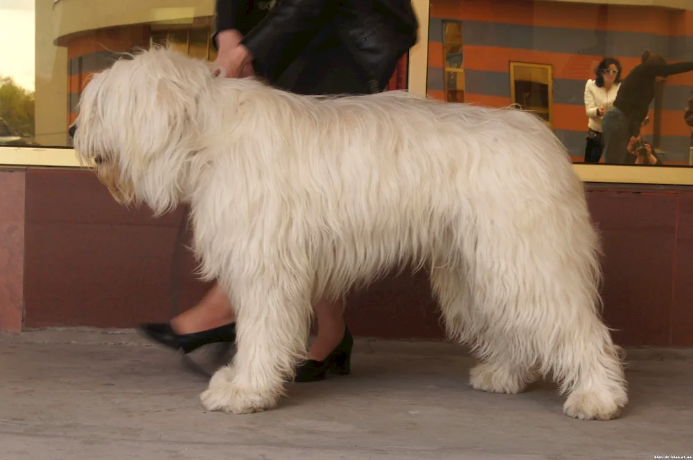 South Russian sheepdog