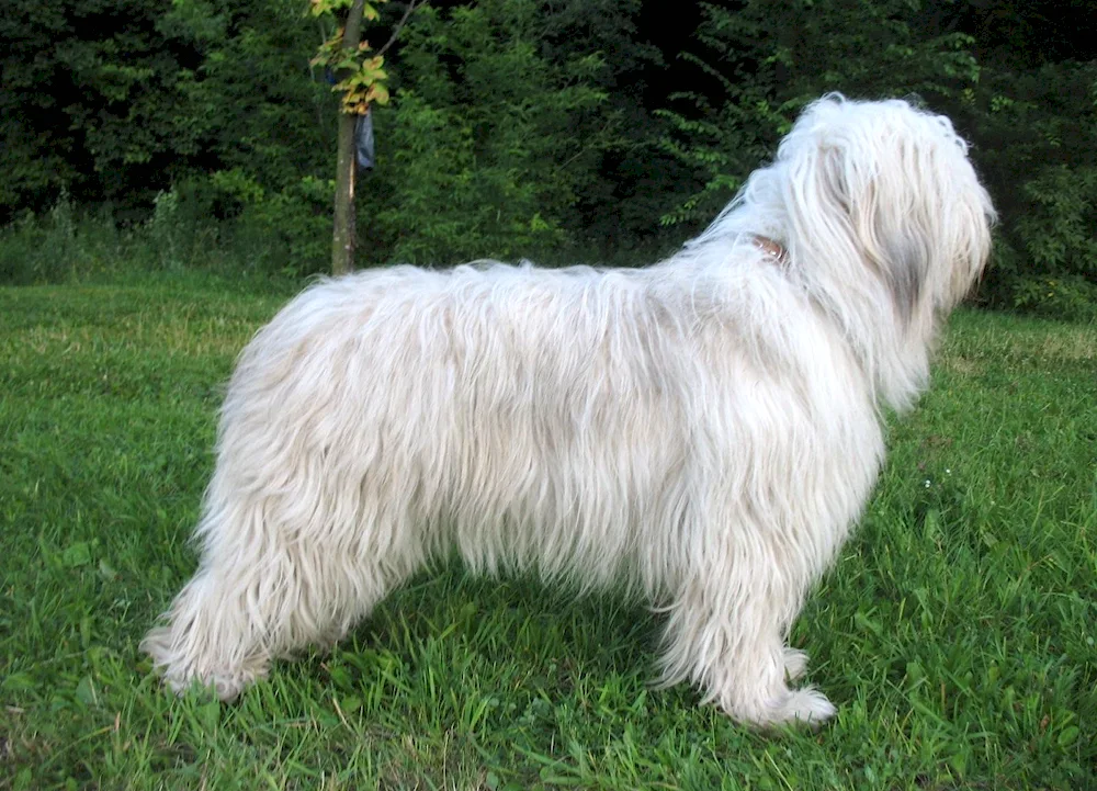 South Russian sheepdog