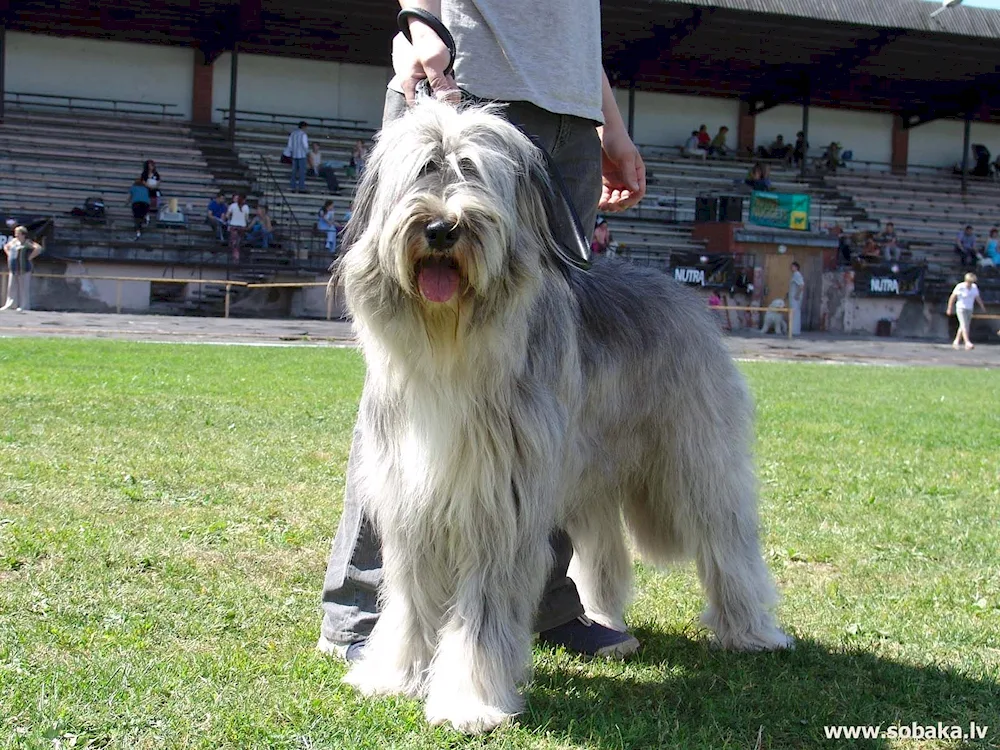 South Russian sheepdog