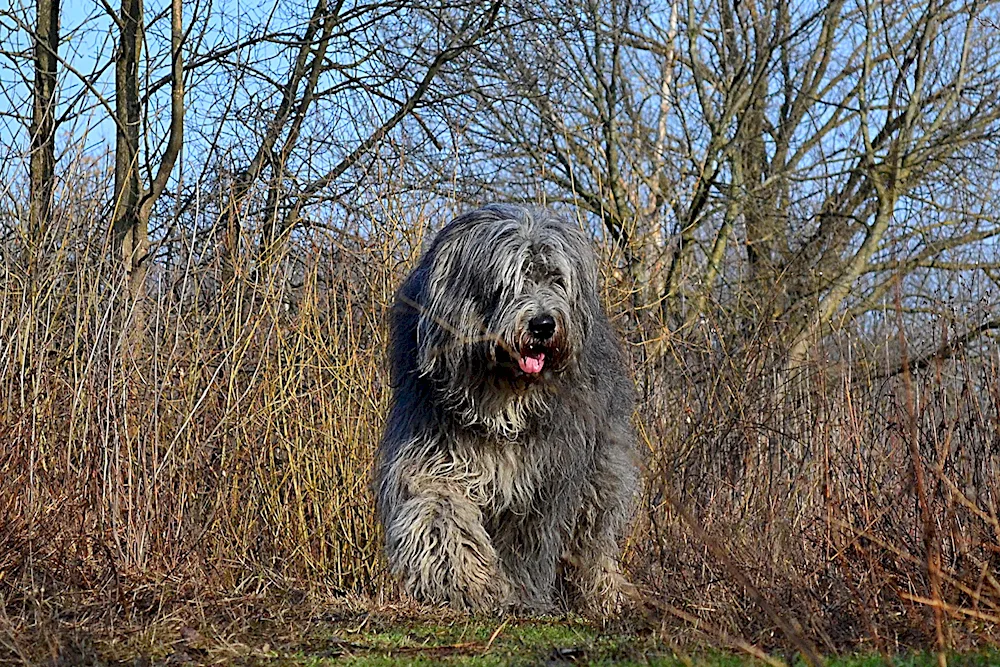 Eastern Russian sheepdog