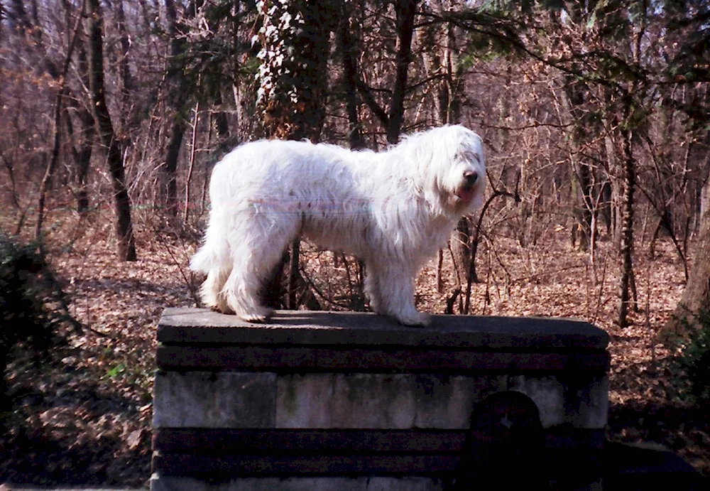 South Russian Shepherd